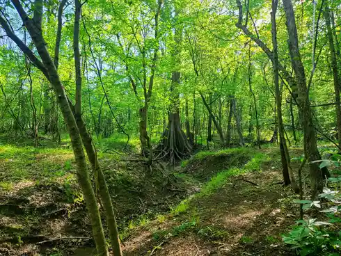 A vibrant, sun-dappled forest scene with lush green foliage, tree trunks, and exposed roots along a small streambed…