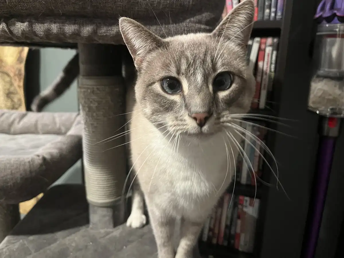 A close-up photo of a grey and white cat with large blue eyes and long white whiskers, standing on a grey cat tree. The cat…