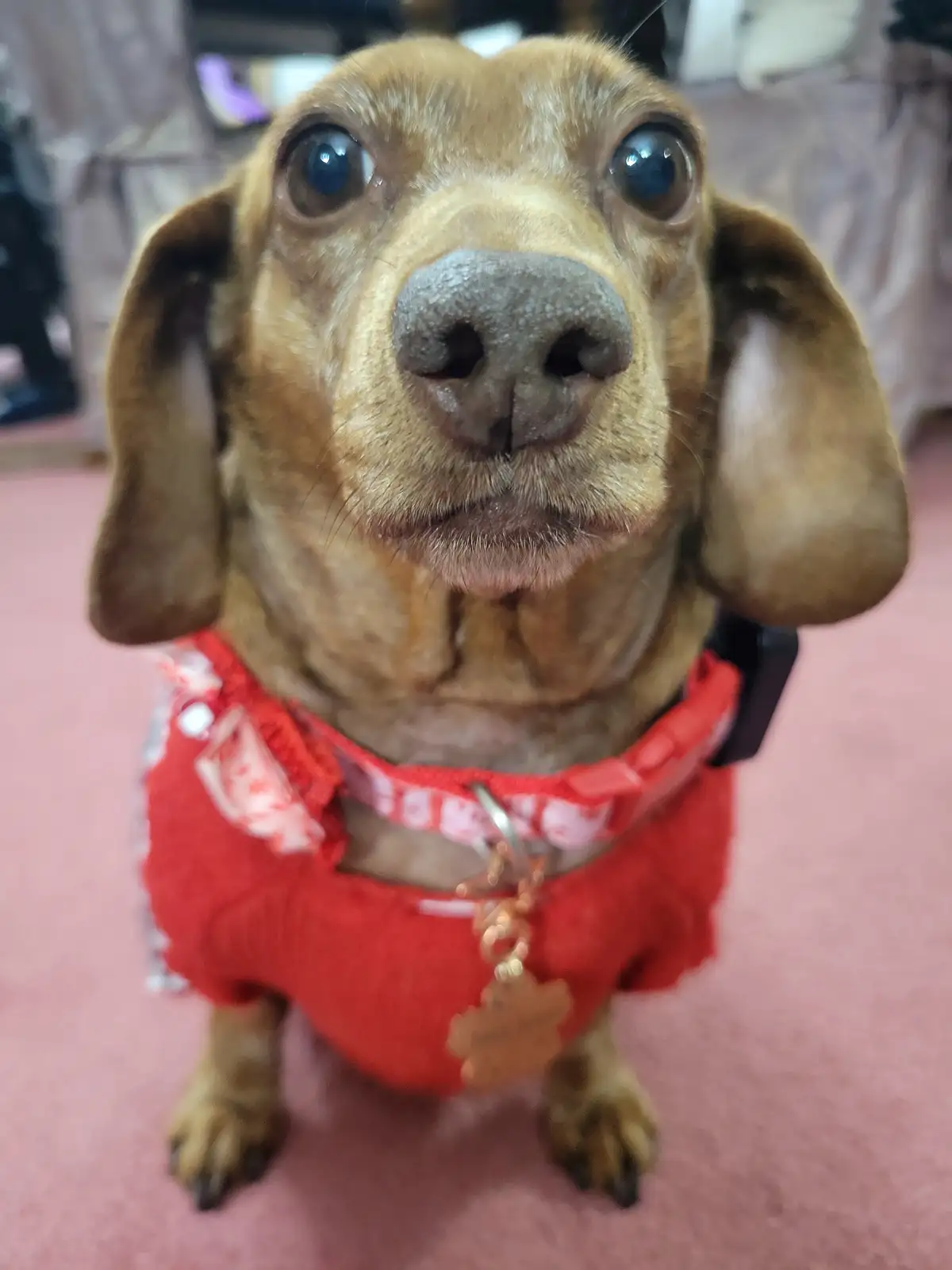 Meet my adorable pup, Tiger Lilly, #718!