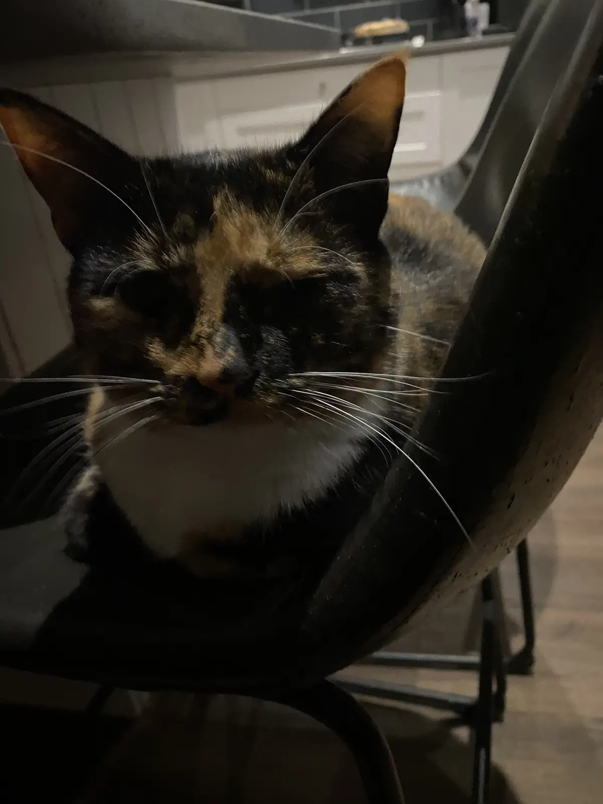 A close-up photo of a calico cat with black, orange, and white fur sitting on a black chair, looking directly at the camera…
