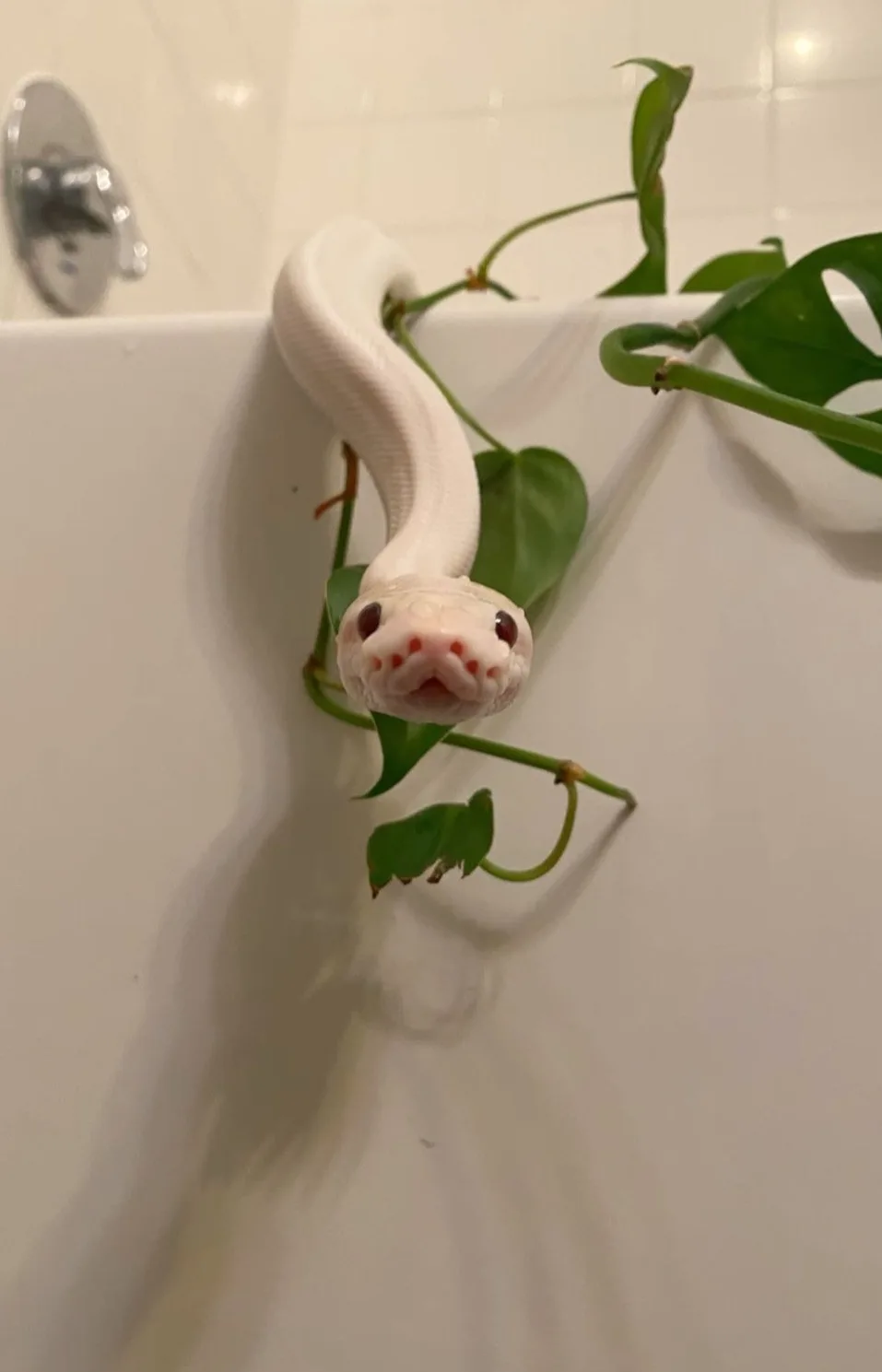 A white snake with red eyes is coiled around green plant vines, peeking over the edge of a white bathtub. The snake's head…