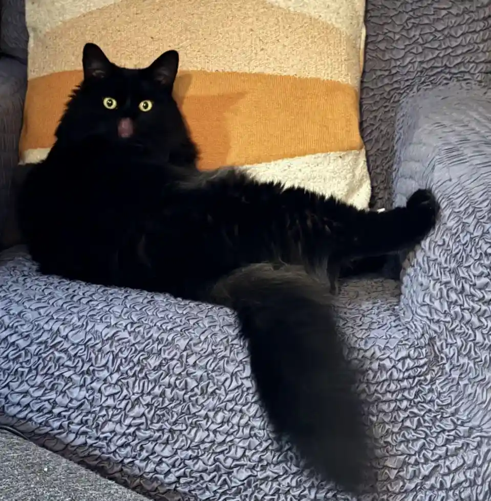 A long-haired black cat lounges on a textured gray couch, its tongue slightly out, looking directly at the camera with wide…
