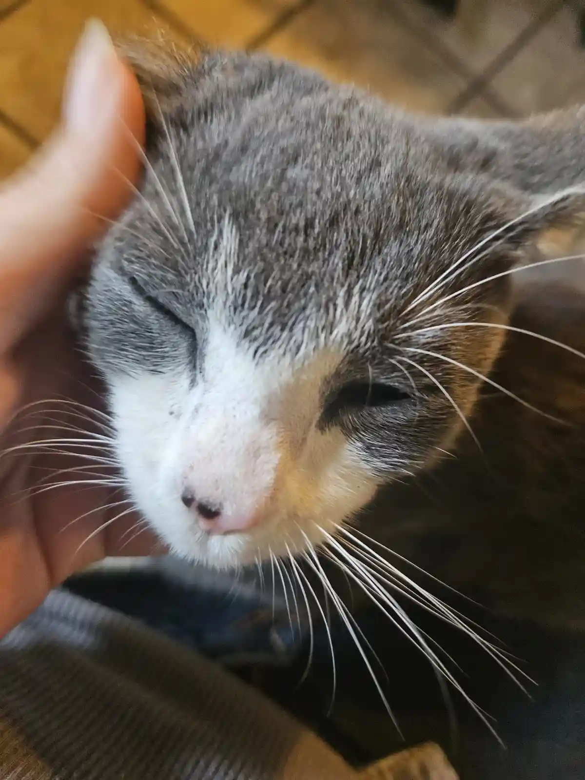 A close-up photo shows a gray and white cat with its eyes squeezed shut in contentment, being gently petted on the head by a…