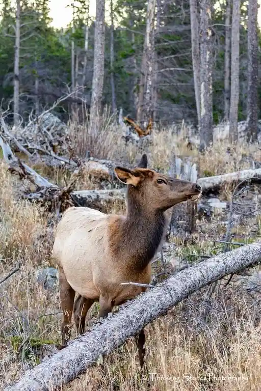 A female elk stands in a forest clearing with dry grass and fallen logs, looking sideways with a slightly annoyed or…