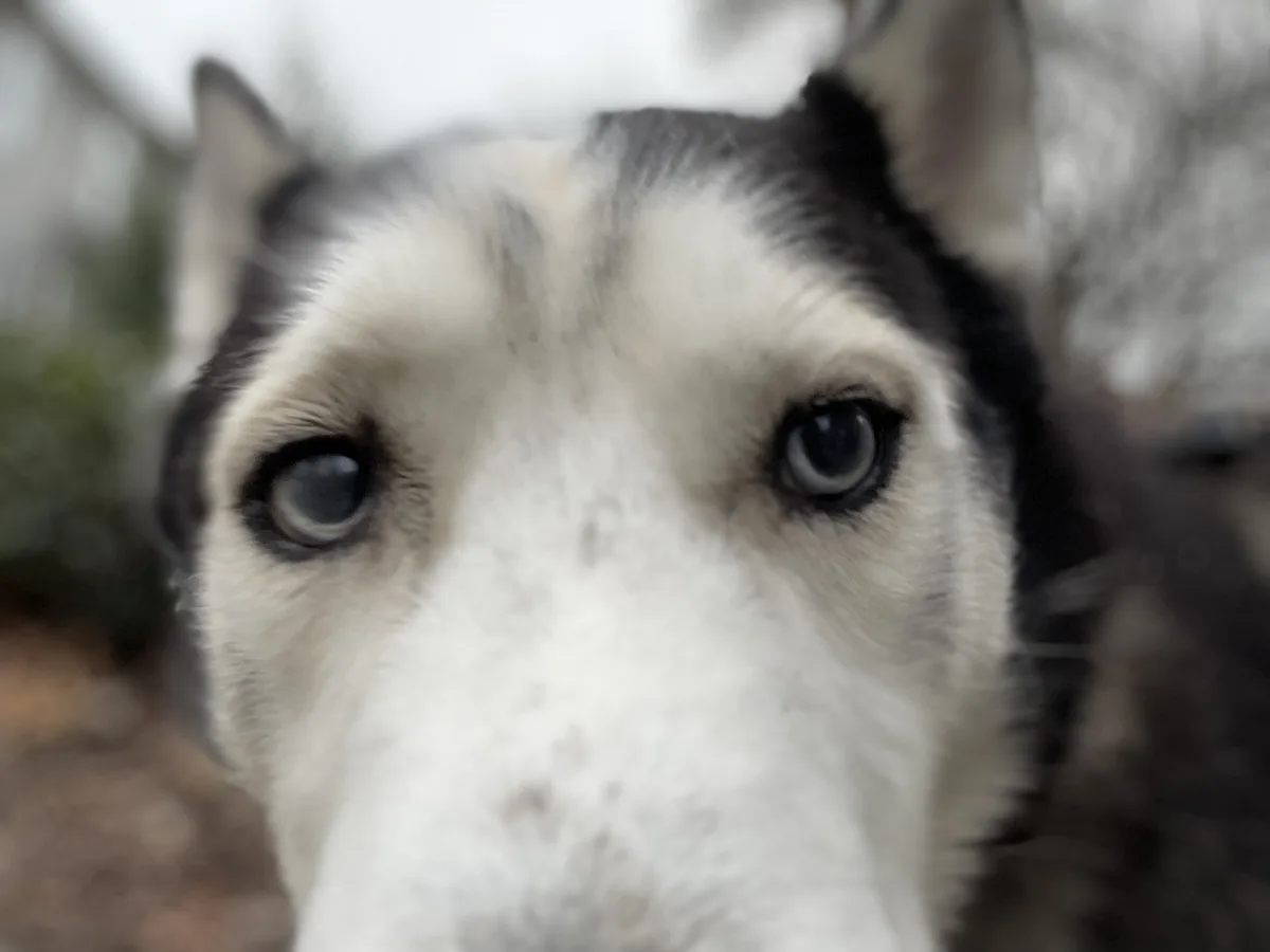 A close-up photo of a husky's face, focusing on its large, expressive eyes and white and black fur, with a blurred outdoor…