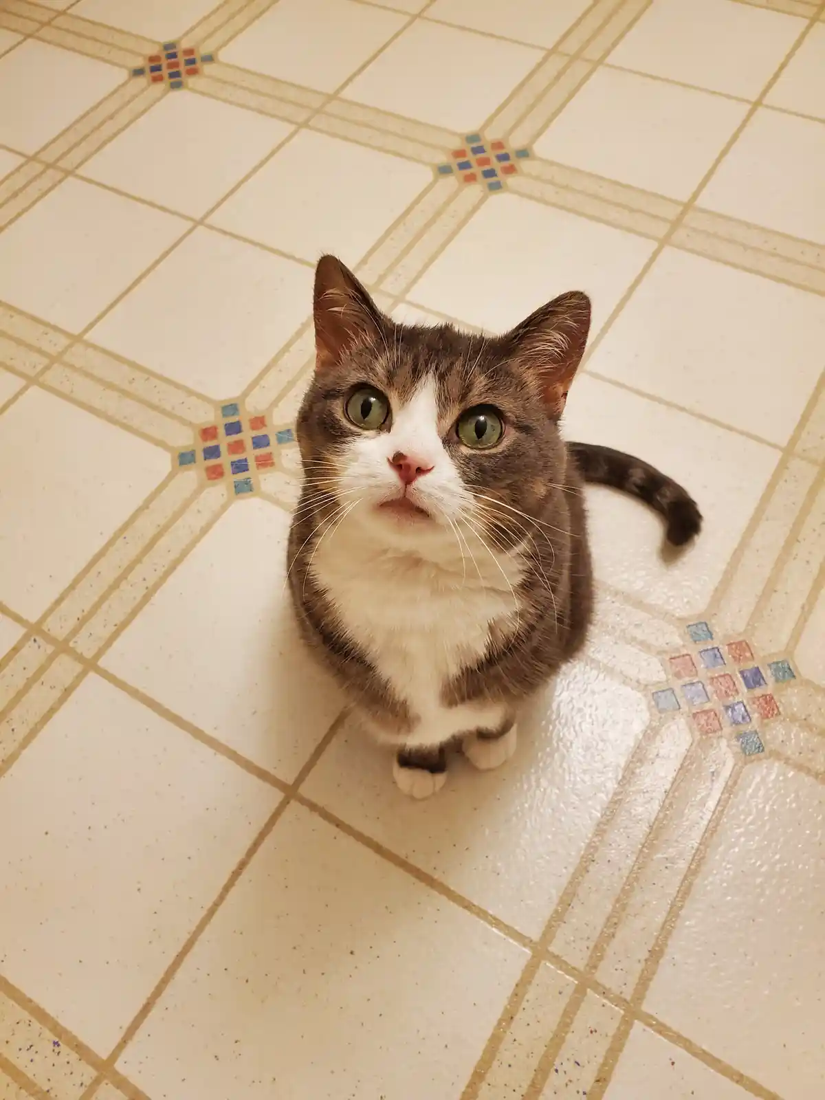 A brown and white cat with wide, green eyes sits on a speckled tile floor looking up with a surprised expression. The cat…
