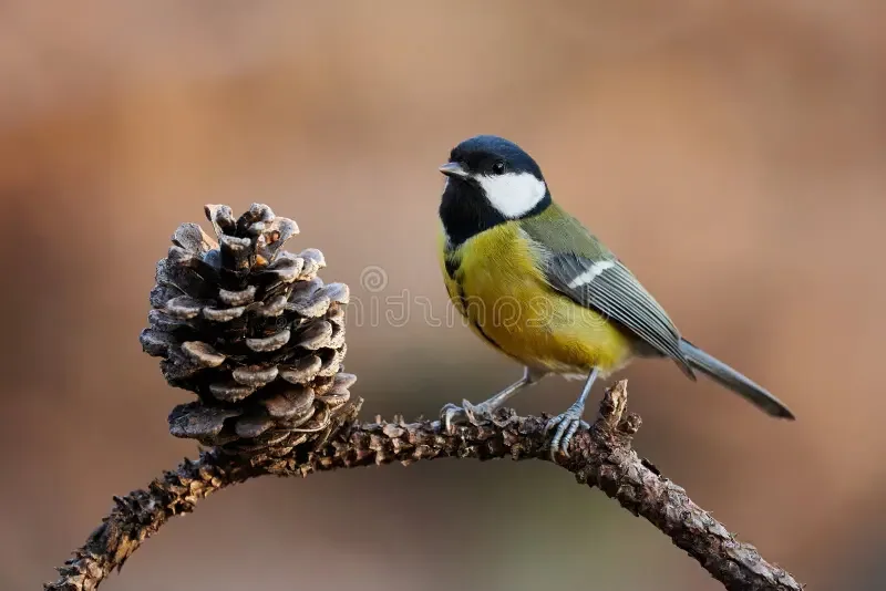 A small, colorful bird with a black head, white cheeks, and yellow chest perches on a branch next to a pinecone. The bird…