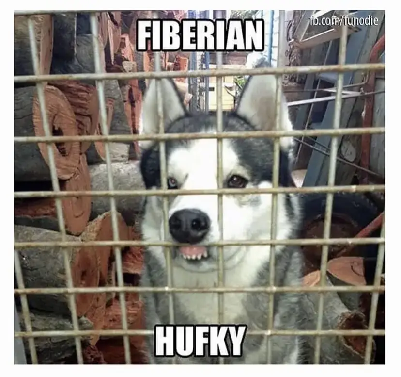 A husky dog with a grumpy expression is looking through the bars of a metal cage, with stacked logs visible in the…