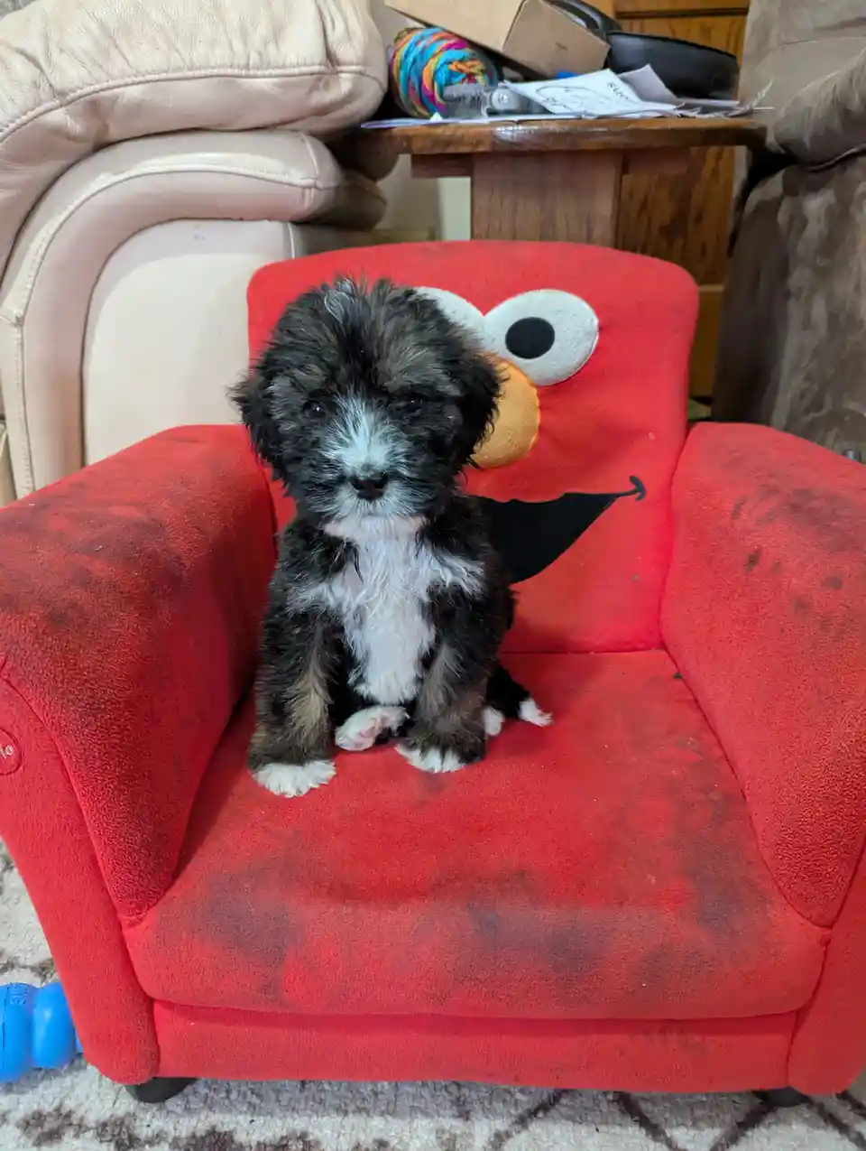 A small black and white puppy with fluffy fur sits upright in a red, worn Elmo-themed child's armchair. The chair has a…