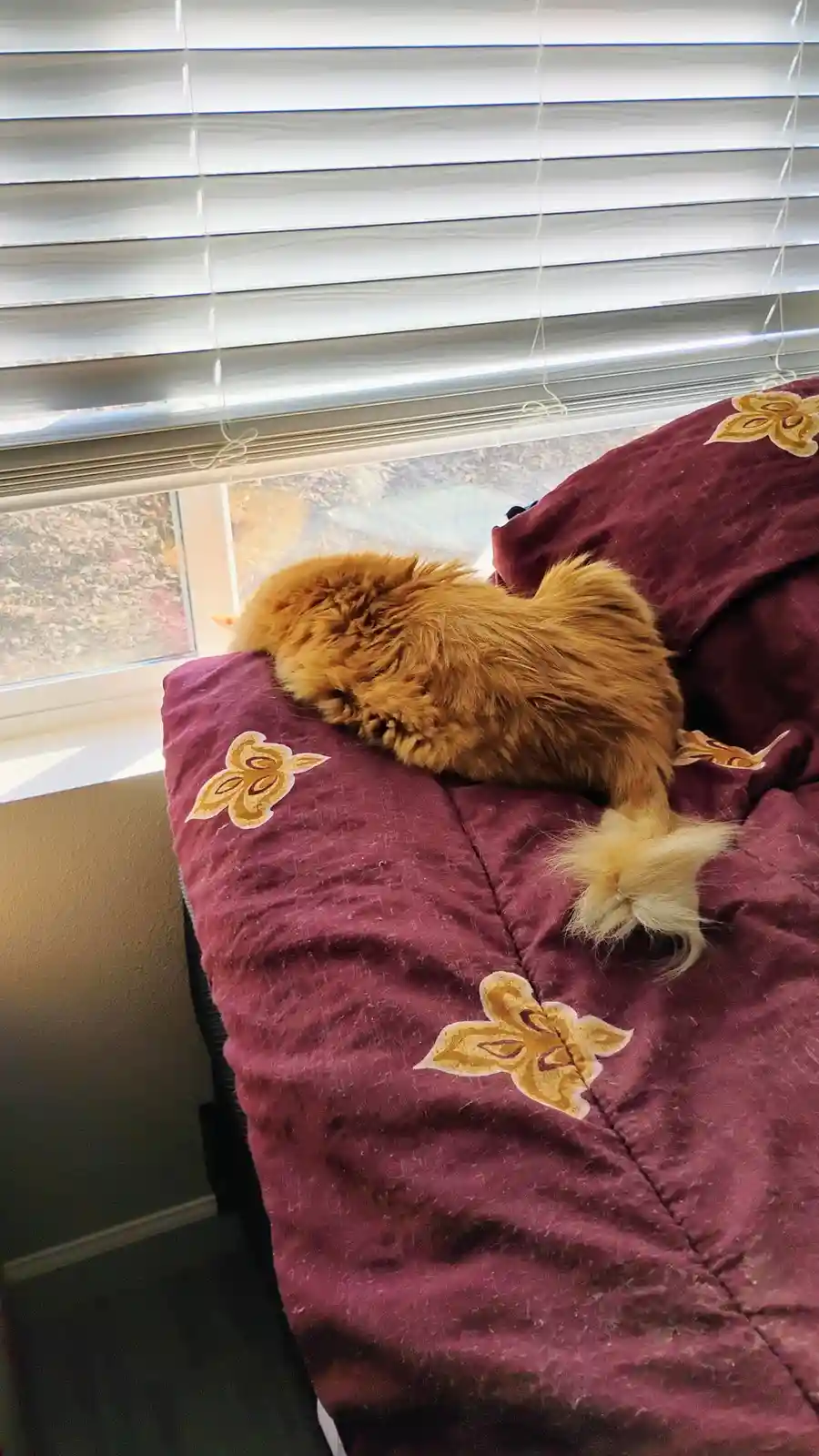 Check out Princess Mimi's latest adorable sleeping pose