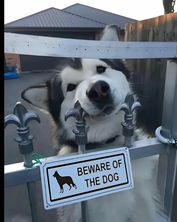 A large, fluffy black-and-white dog with a serious expression peers over a metal gate adorned with fleur-de-lis finials. A…