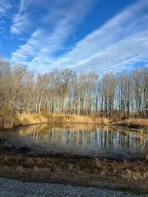A serene landscape photo shows a calm pond reflecting a line of bare winter trees under a bright blue sky with wispy clouds…