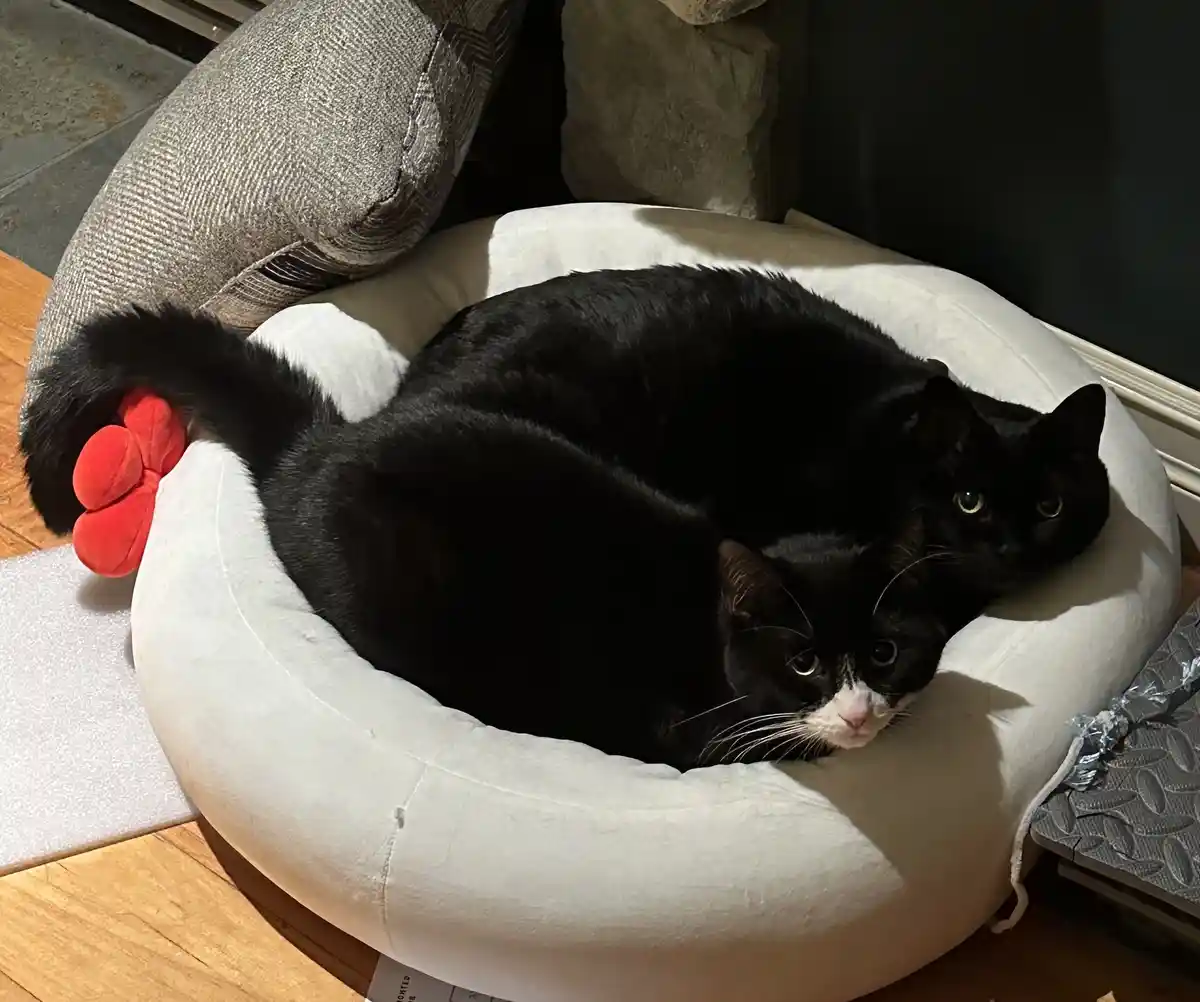 Cuddle Up in the Adorable Hello Kitty Kitty Bed!