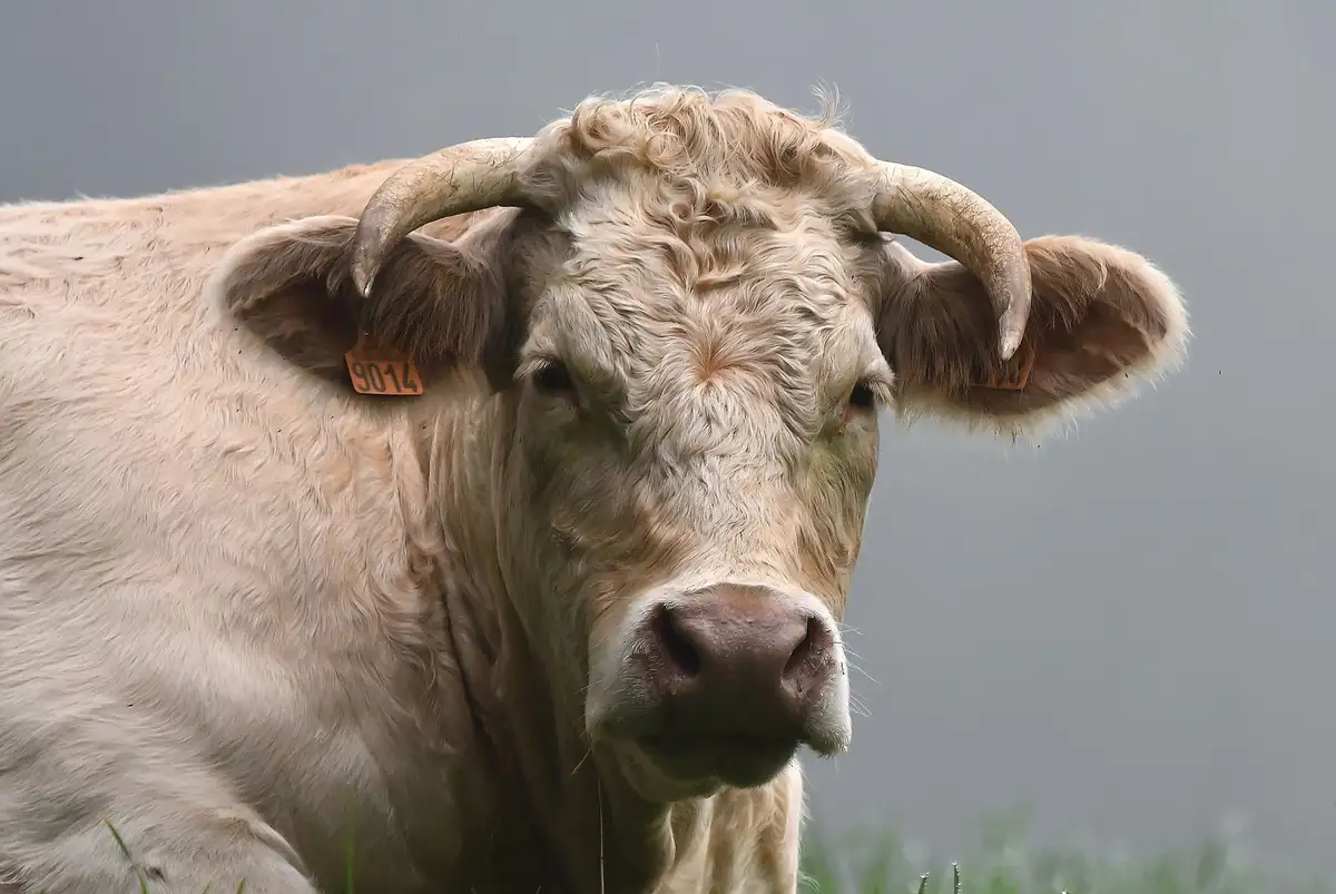 Charolaise Cattle: A Glimpse from Vienne, France
