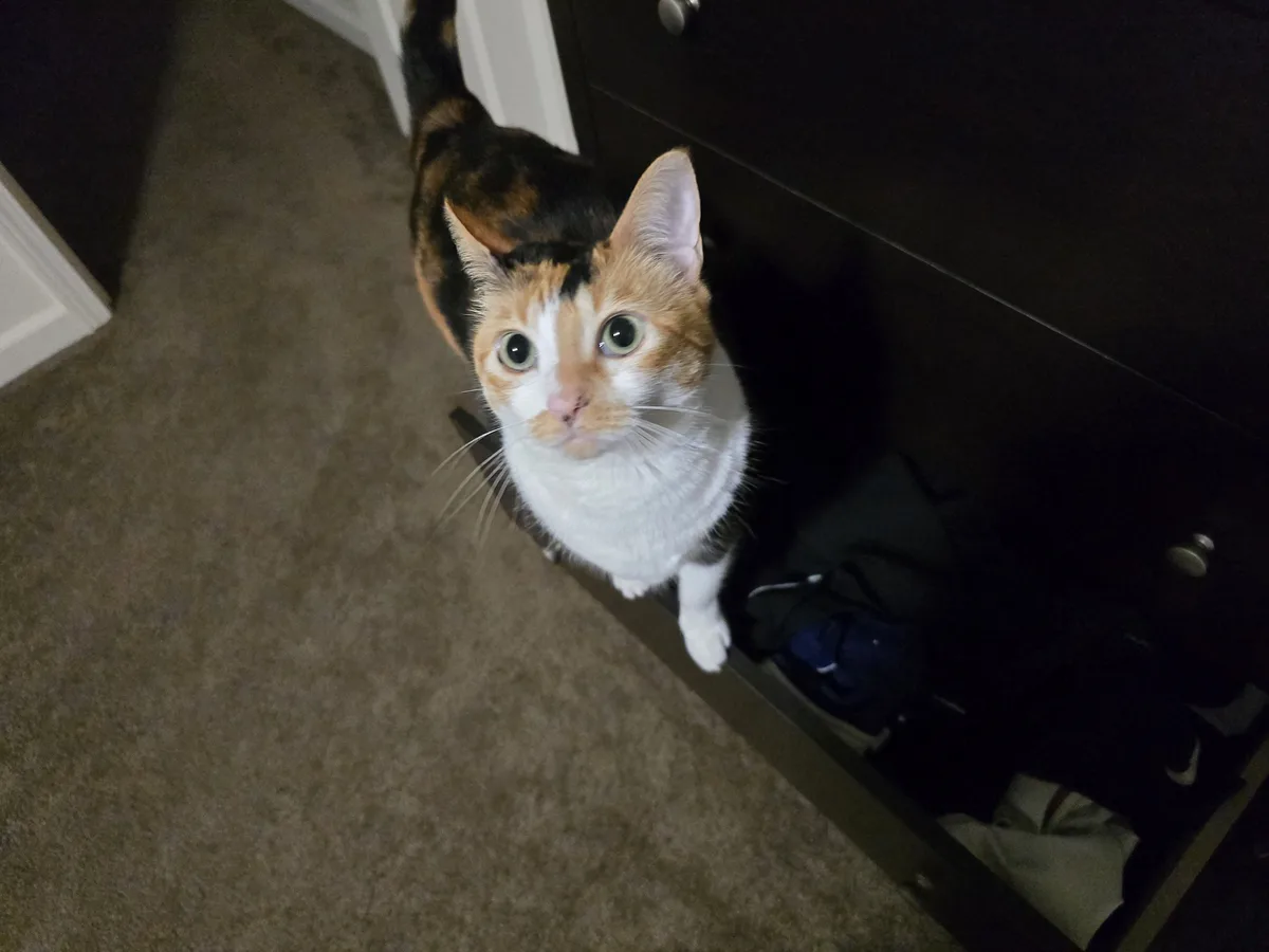 A calico cat with wide, startled eyes looks up at the camera from a carpeted floor beside an open dark dresser drawer. The…
