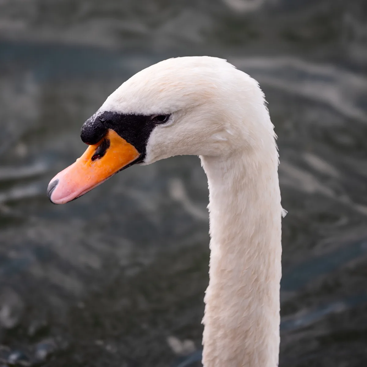A close-up photograph of a white swan with a black facial mask and orange beak, looking off to the side with a stern…