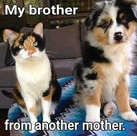 A calico cat and a merle-patterned puppy sit side by side on a patterned blue rug. The cat is labeled 'My brother' and the…