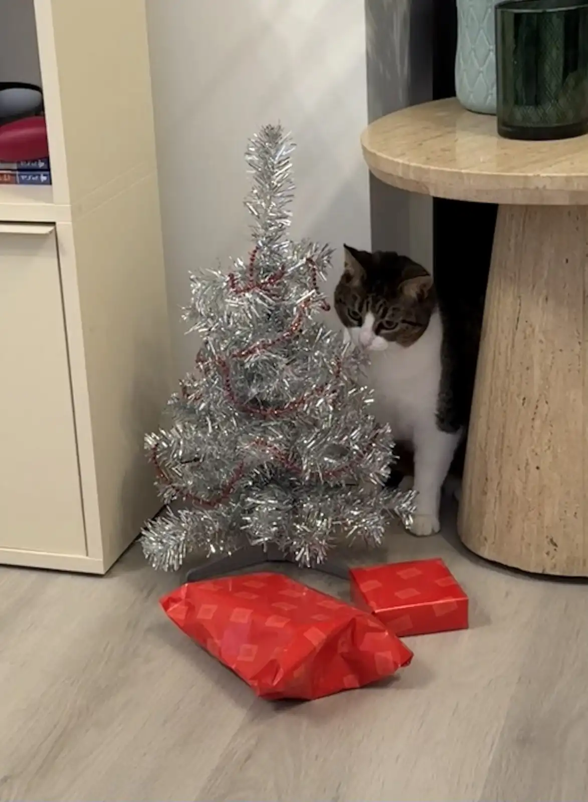 A tabby and white cat peeks cautiously from behind a round wooden table, staring at a small silver tinsel Christmas tree…