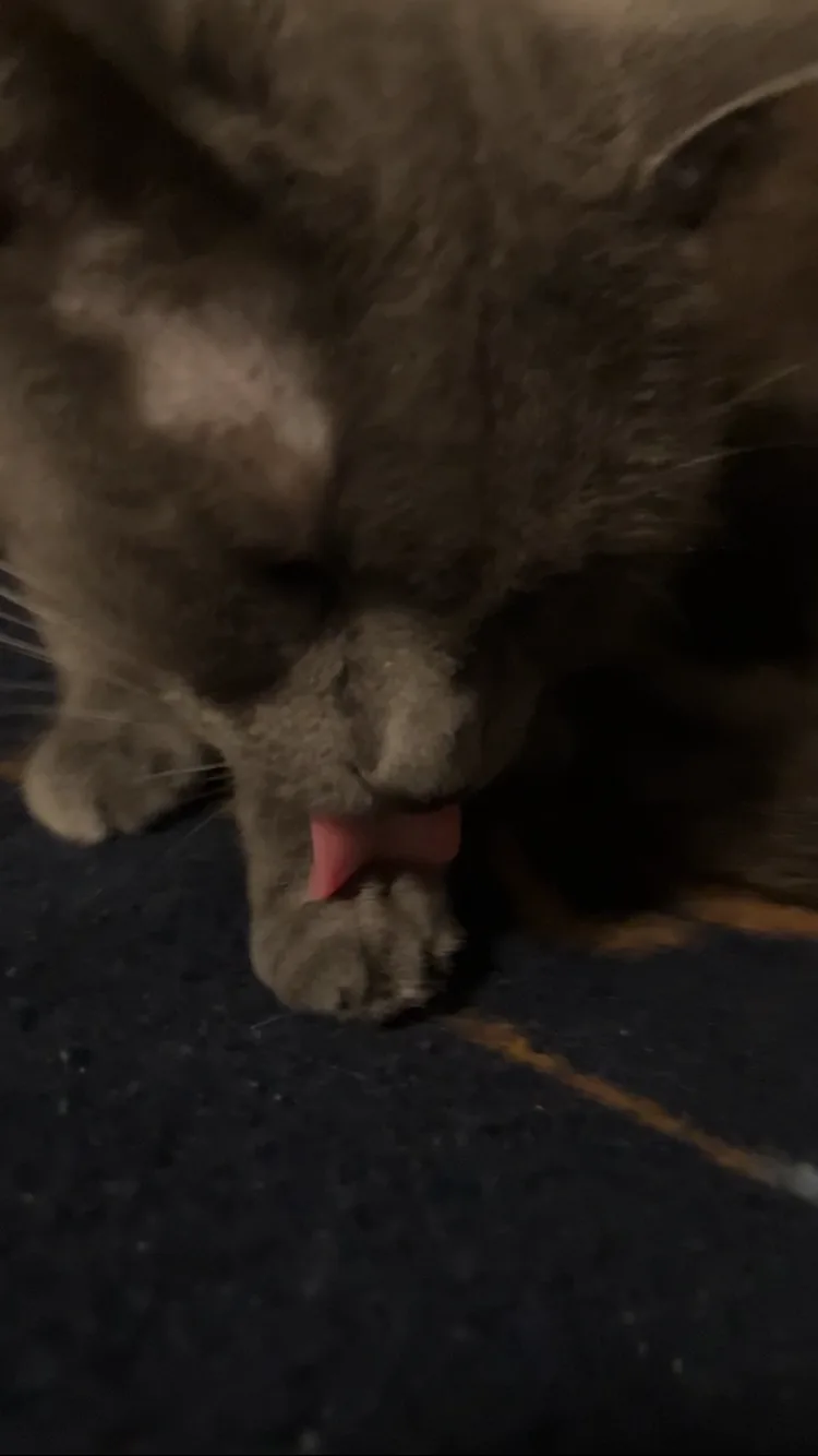 A close-up photo of a gray cat with its eyes closed, licking its front paw with its pink tongue. The cat is sitting on a…