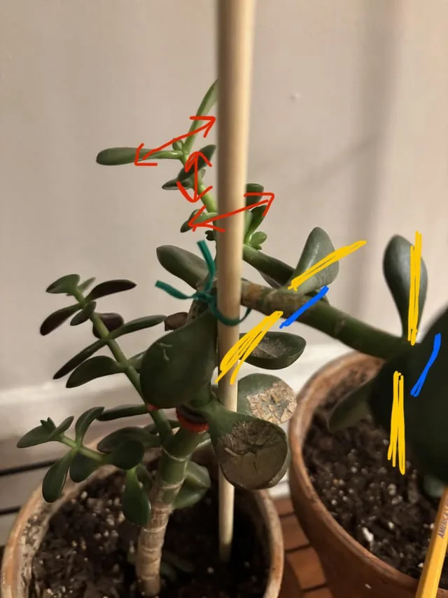 a potted jade plant with a wooden stake supporting its stem, overlaid with hand-drawn arrows in red, yellow, and blue…