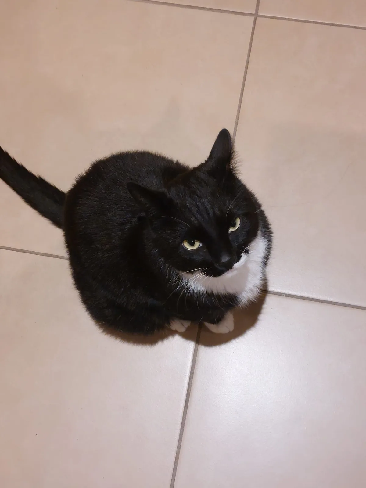 A black and white cat with yellow eyes sits on a tiled floor, looking up with a displeased expression. The text overlaid on…