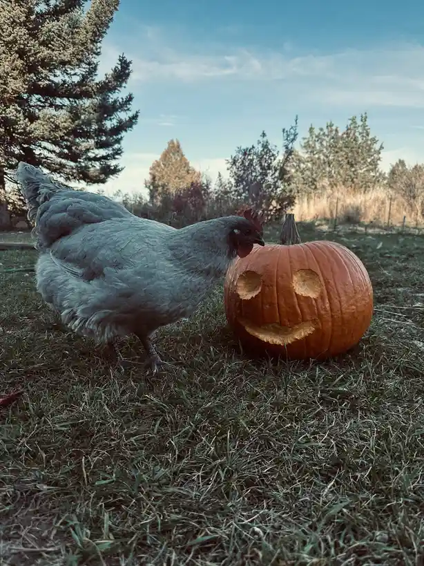 A grey chicken stands next to a carved jack-o-lantern on grass, with trees and sky in the background. The pumpkin has a…