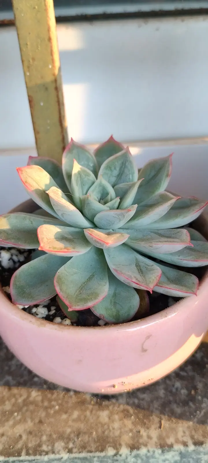 A close-up photo shows a healthy, rosette-shaped succulent with pale green leaves edged in pink, planted in a simple pink…