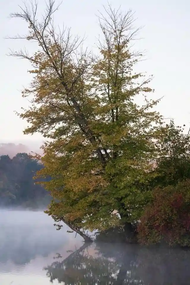 Enigmatic Morning Mist