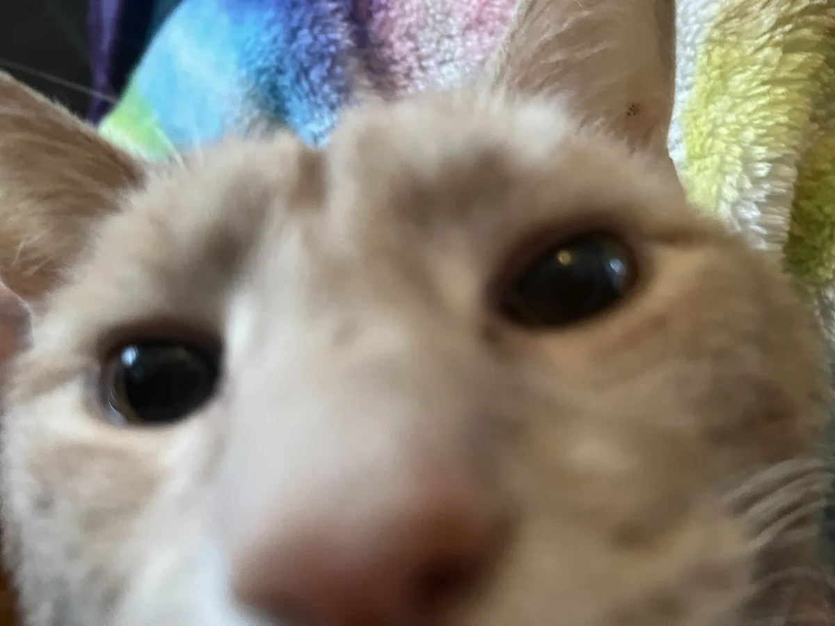 A very close-up, slightly blurry photo of a light orange and white cat's face, with large dark eyes staring directly at the…