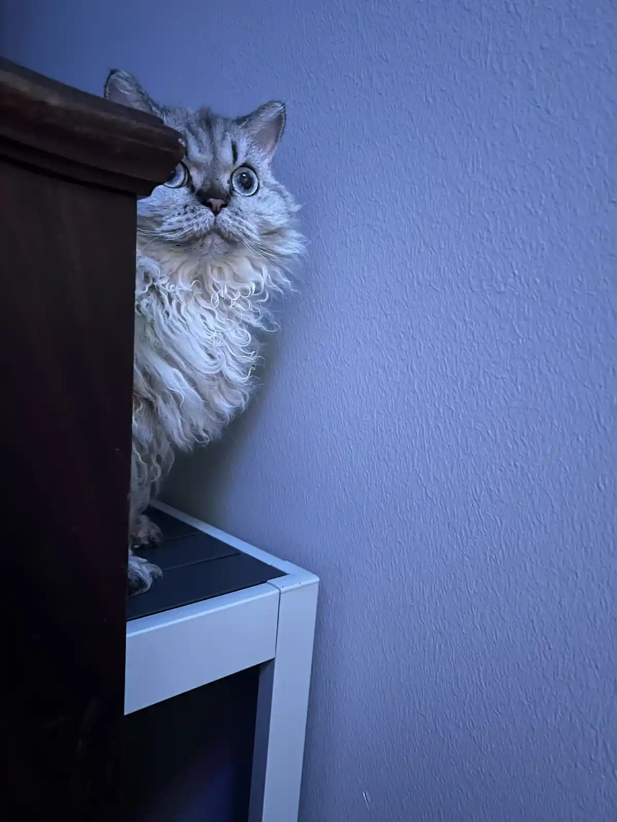 A fluffy, curly-haired cat with wide, startled eyes peeks out from behind a dark wooden piece of furniture, perched atop a…