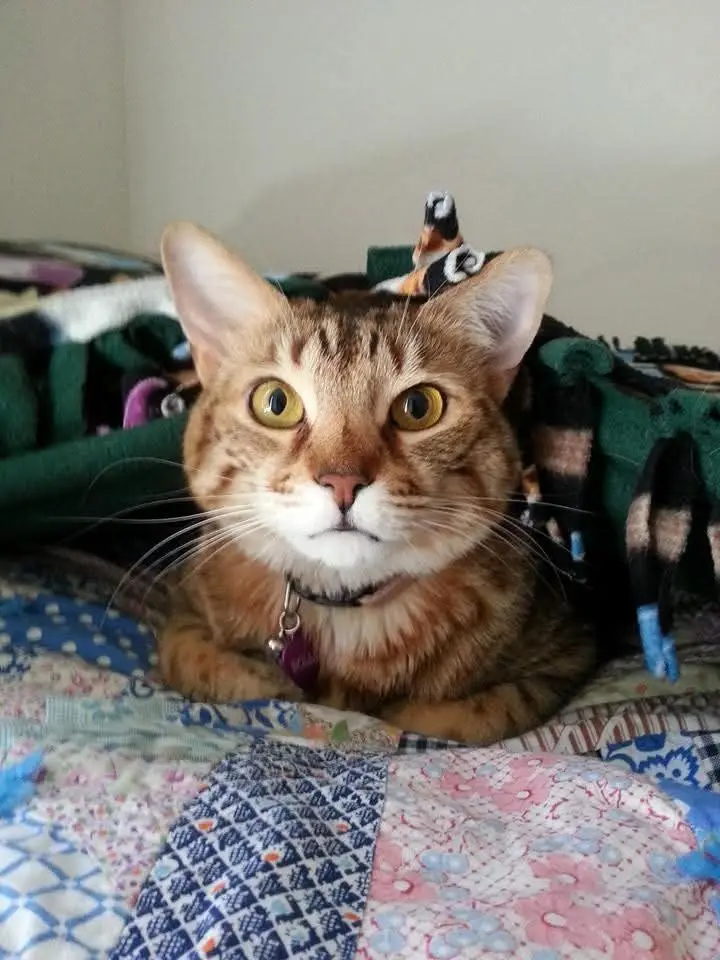 Meet Dolly, the adorable Christmas kitty spreading holiday joy!