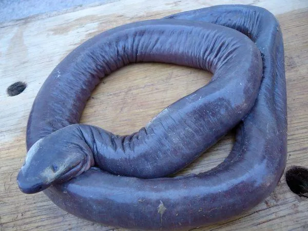 A dark, wrinkled, coiled eel-like creature rests on a wooden surface. Overlaid text reads 'i'm not a snake, i'm a sausage'.