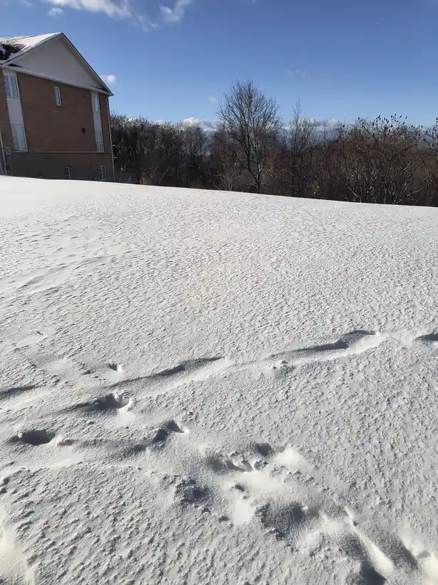 Captivating Winter Beauty: Nature's Icy Masterpiece