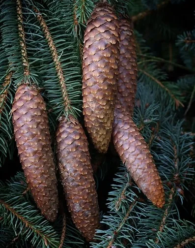 A close-up photograph of several brown pine cones hanging from green pine tree branches, with no text overlaid on the image.