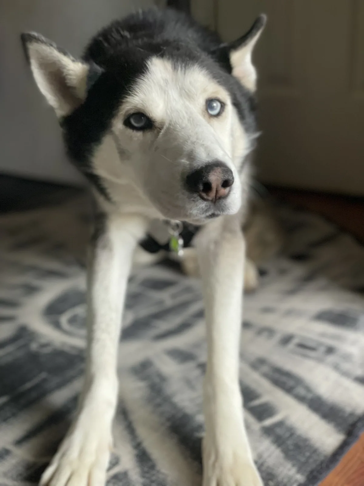 A close-up photo of a black-and-white husky with striking blue eyes, sitting upright on a patterned rug and looking directly…