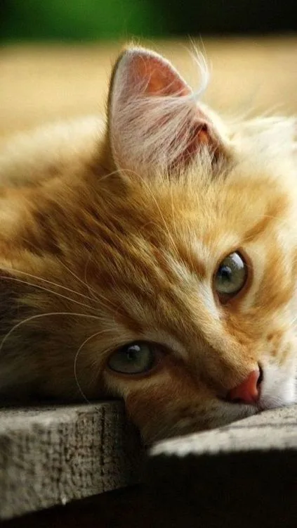 a close-up photo of an orange tabby cat resting its head on a wooden surface, looking directly at the camera with wide…