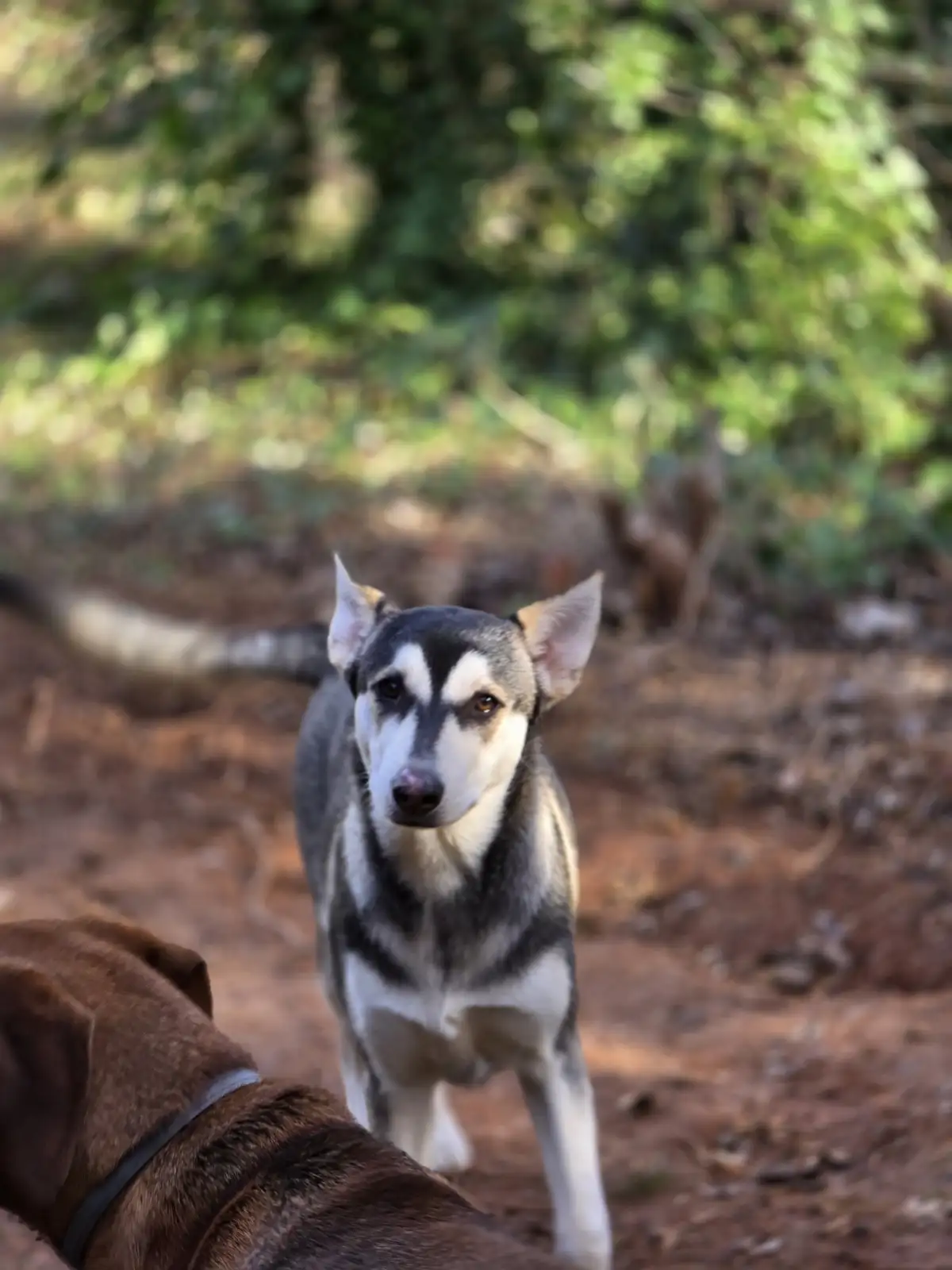 A husky-like dog with black and white fur stands alert on a dirt path, looking directly at the camera with a serious…