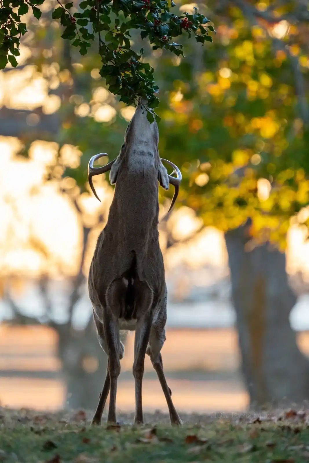 Meet Buck: The Meme That Stole Our Hearts