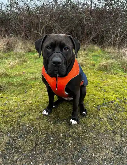 A black dog with a stocky build and droopy ears sits on a grassy path wearing a bright orange vest and a black muzzle. The…