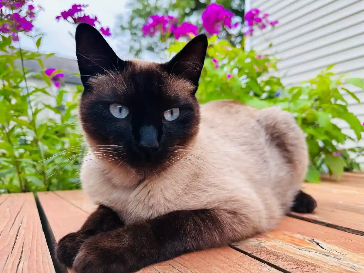 A siamese cat with dark points and light tan fur lies on a wooden deck, surrounded by green foliage and purple flowers. The…