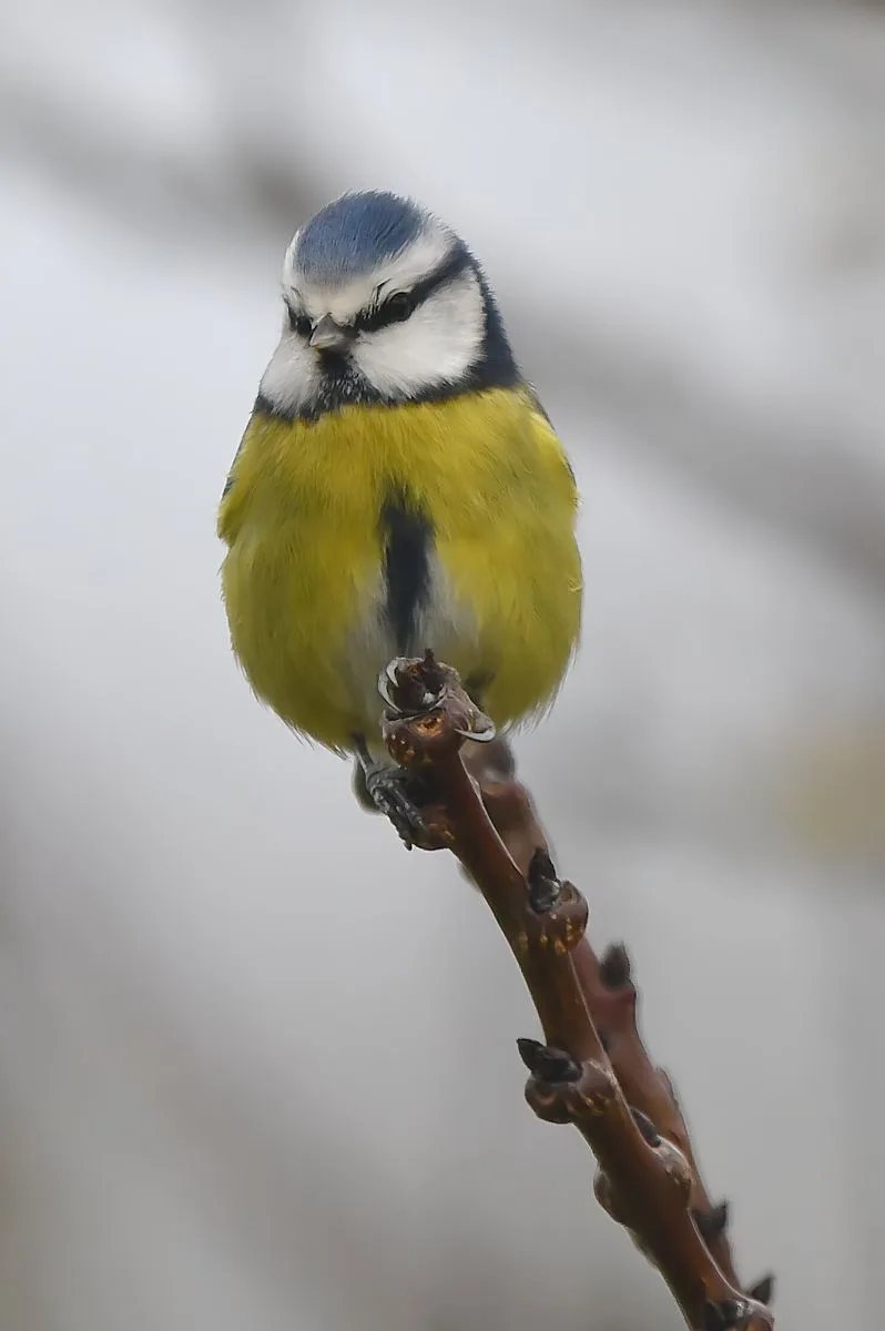 A blue tit bird with a yellow chest and blue cap perches on a bare branch, looking downward with a slightly grumpy or tired…