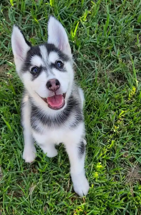Meet Katiya: The Star of the Show