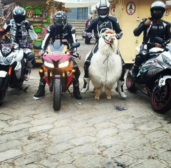 Four motorcyclists in full gear pose with their bikes on a cobblestone street, but the central rider is humorously replaced…
