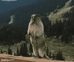 Happy MARMOT Monday! Remember, kindness is key!