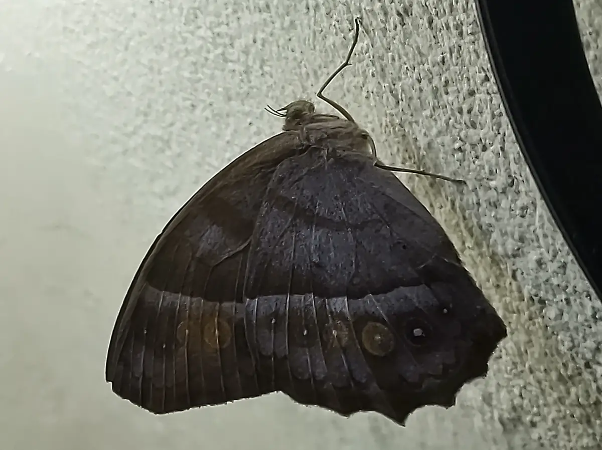 The Enchanting Borboleta: A Visual Delight