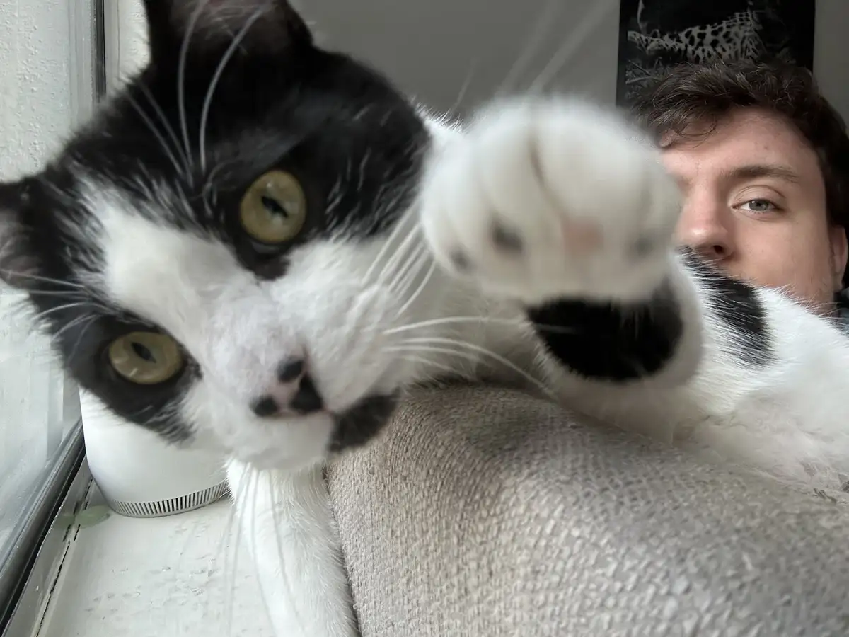 A close-up photo shows a black-and-white cat with yellow eyes extending its paw toward the camera, partially obscuring the…