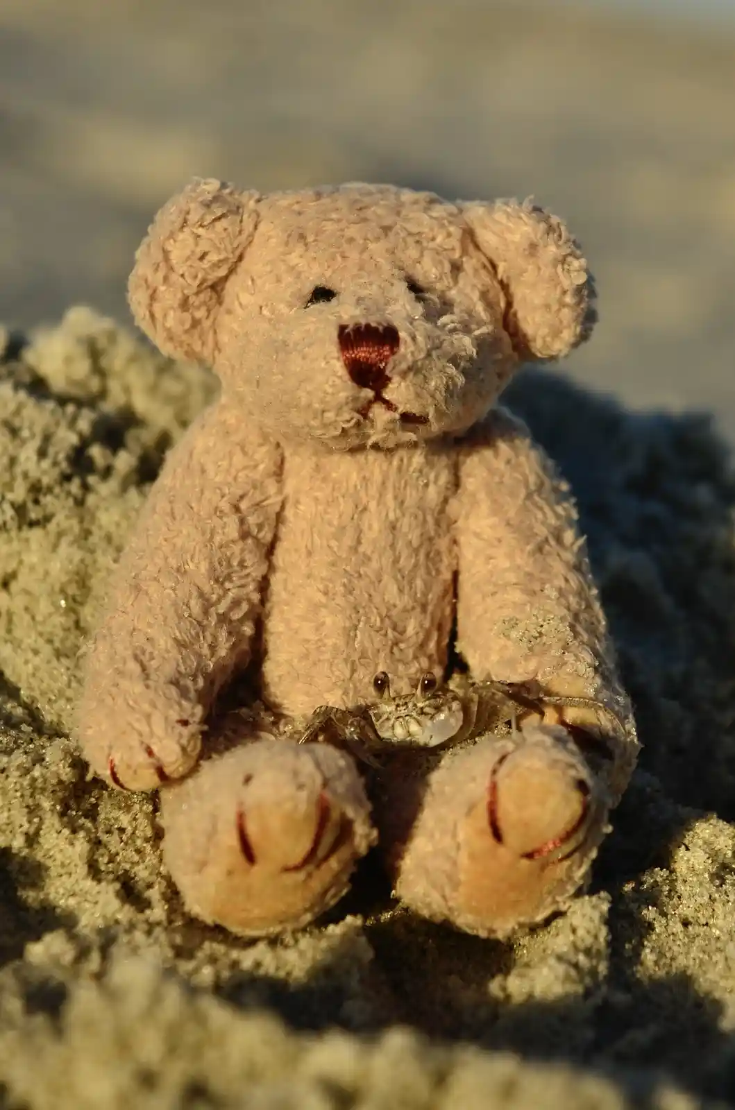 A weathered, light-brown teddy bear sits on sandy ground with a small crab perched between its front paws. The bear has a…