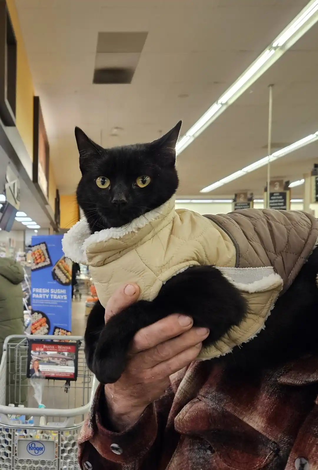 A black cat with yellow eyes is being held by a person in a grocery store aisle, wearing a beige quilted vest with a white…