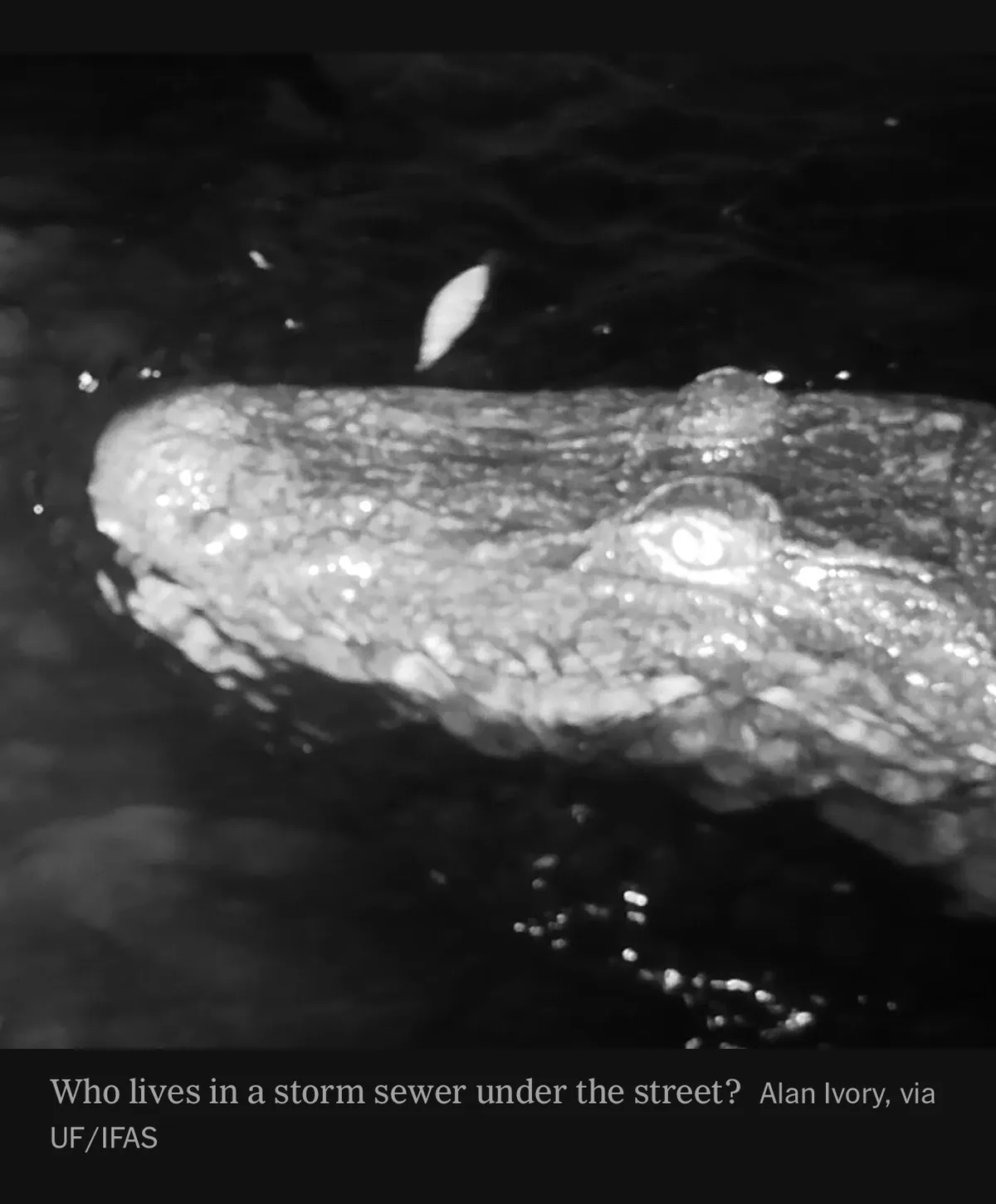 A black and white night-vision image shows the head of a large alligator partially submerged in dark water, its eye glowing…