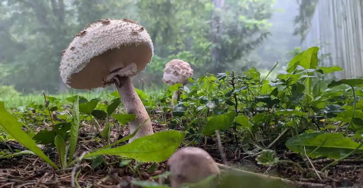 A close-up photo shows several large, white-capped mushrooms growing in a dewy, green grassy area with trees and a fence in…